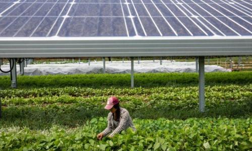 Una granjera cosecha cultivos en un campo al lado de paneles solares.